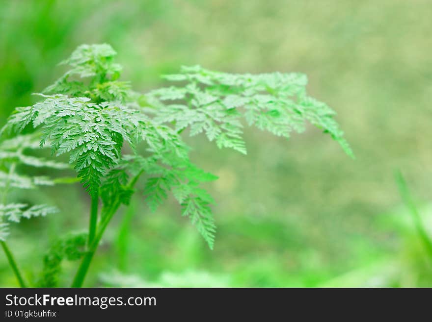 Close up of fern in nature