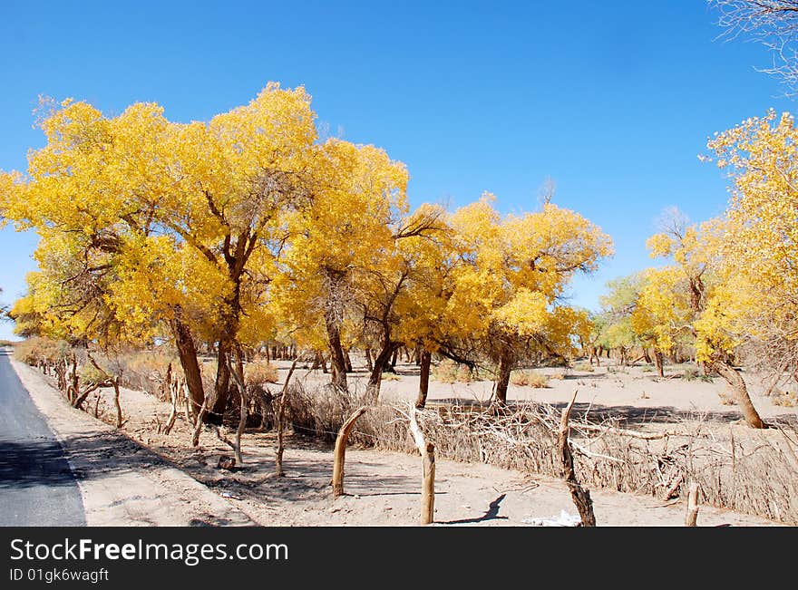 Diversifolious poplar