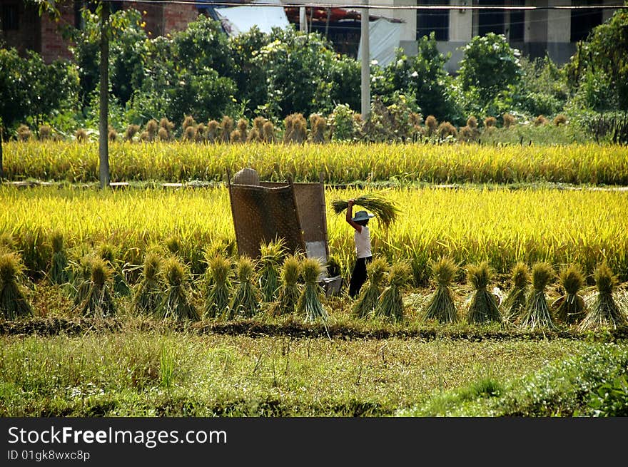 Agriculture in china