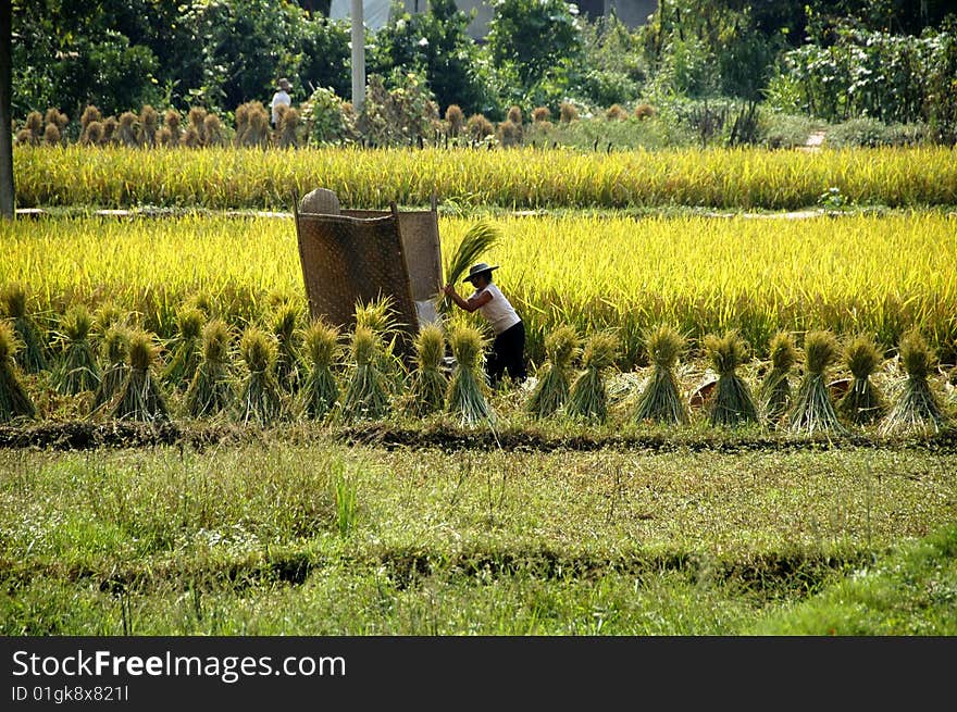 Agriculture in china