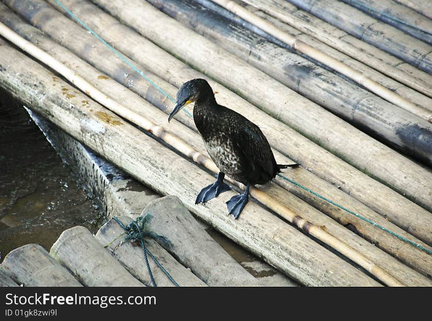 Cormorant