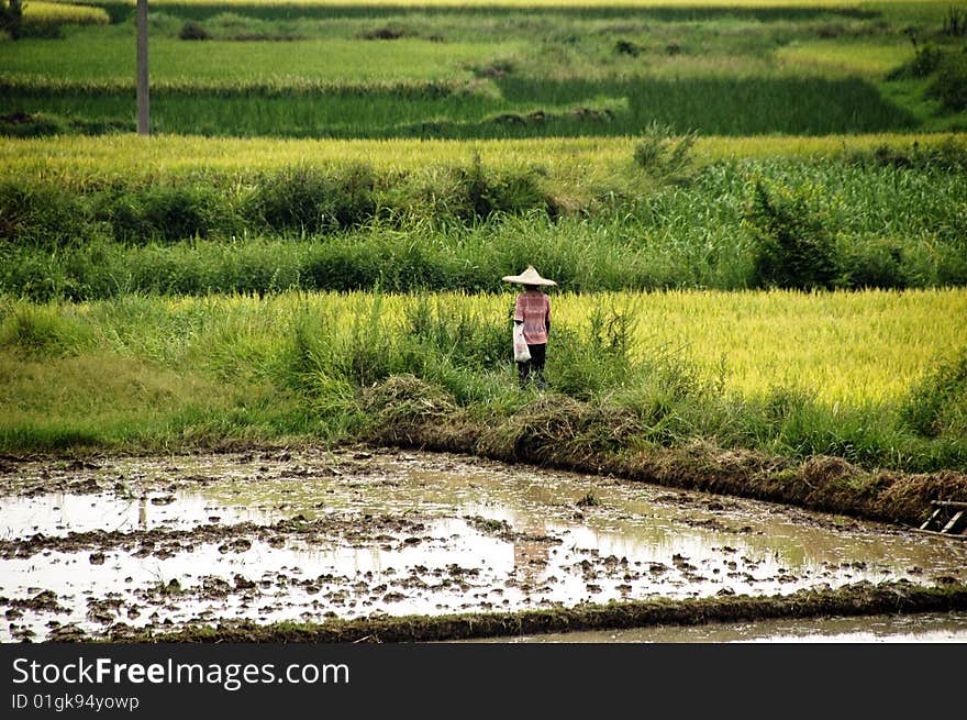 Rice fields