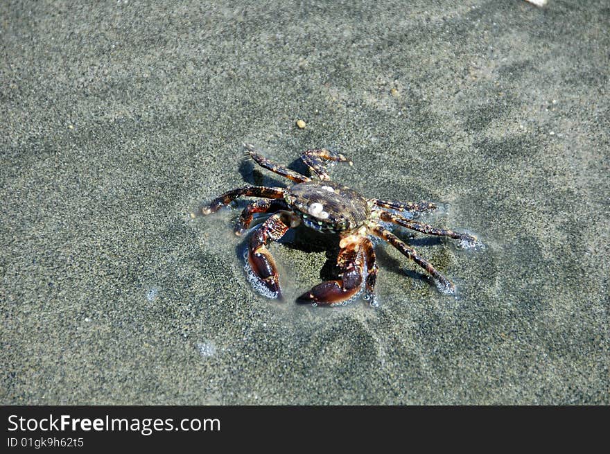 Crab walking in the sand on the shore