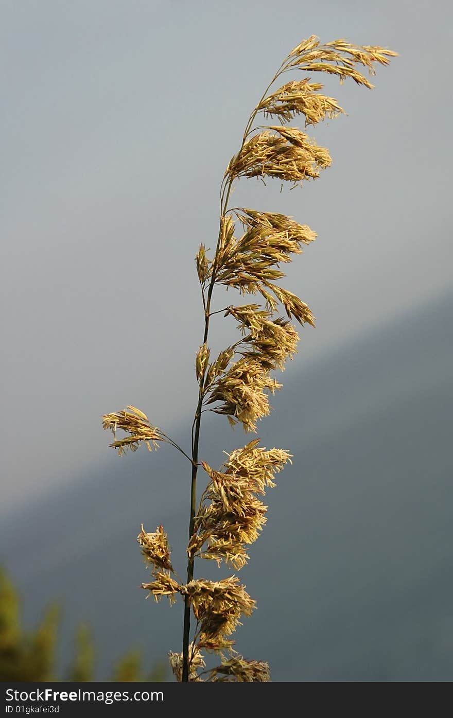 Dried flowers