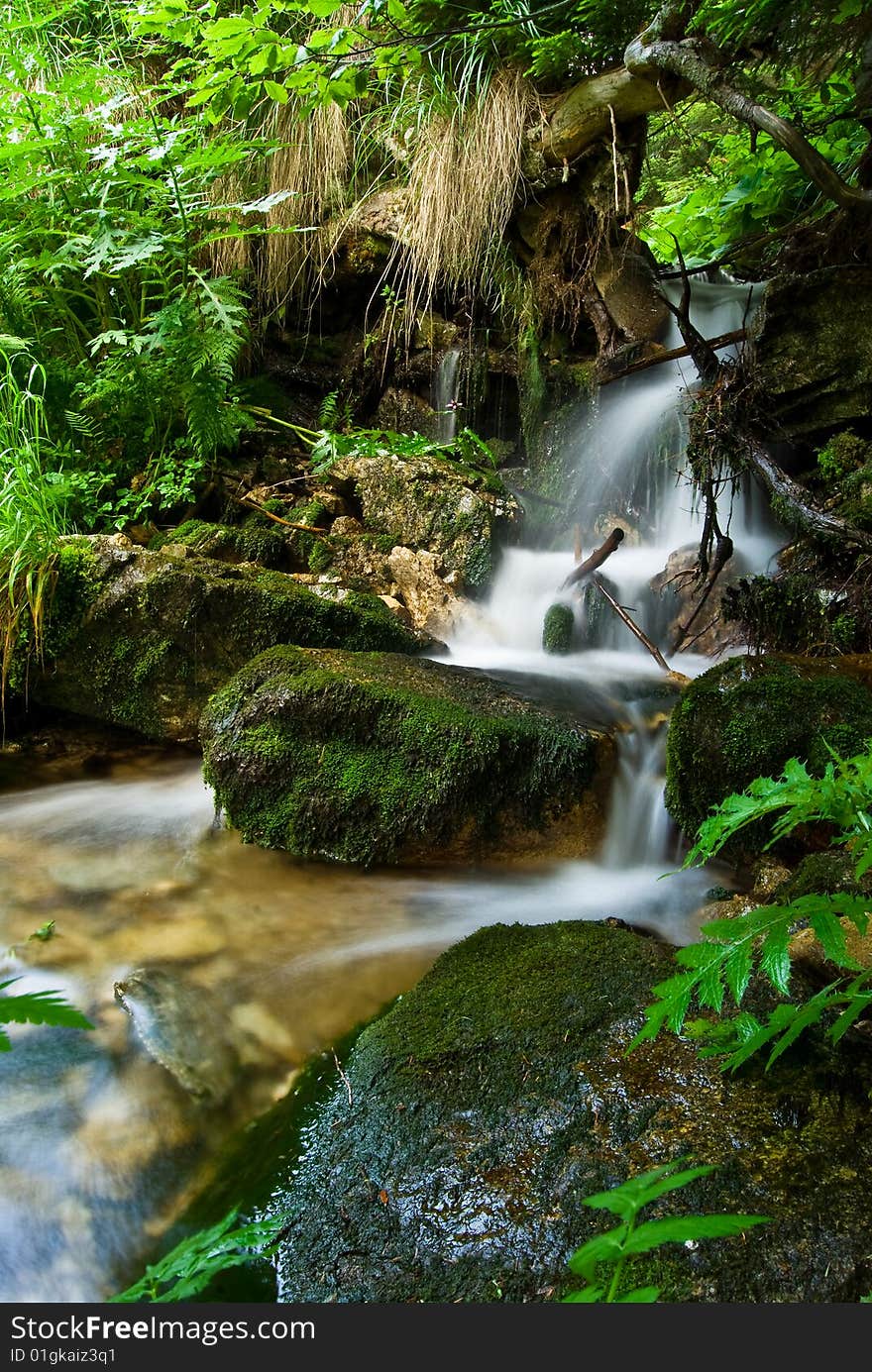 Forest Stream