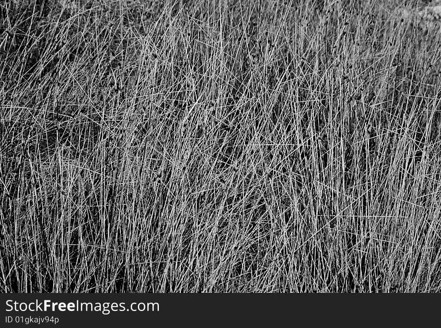 Black and white texture out of grass