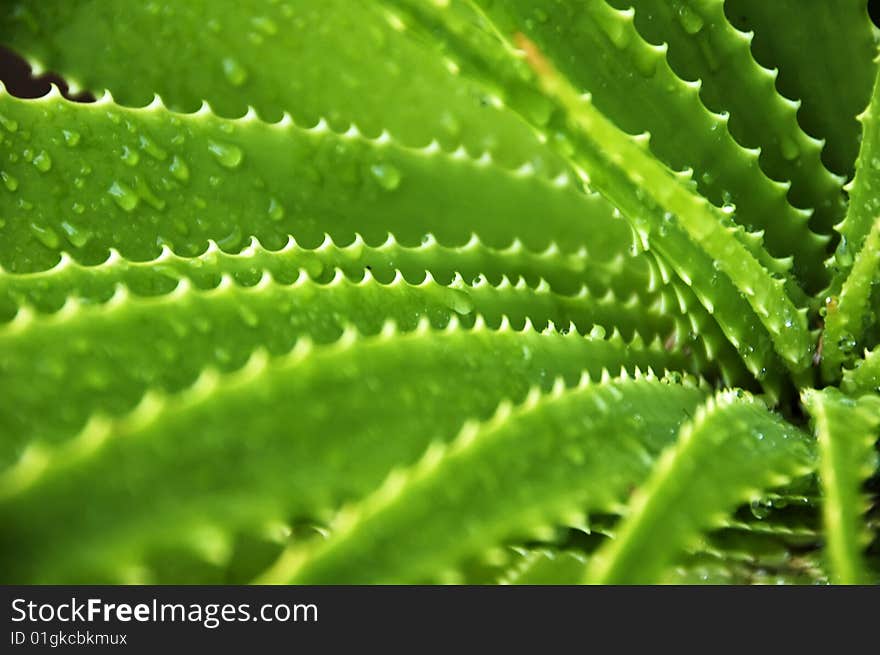 Revolving leaves of agaves with thorns