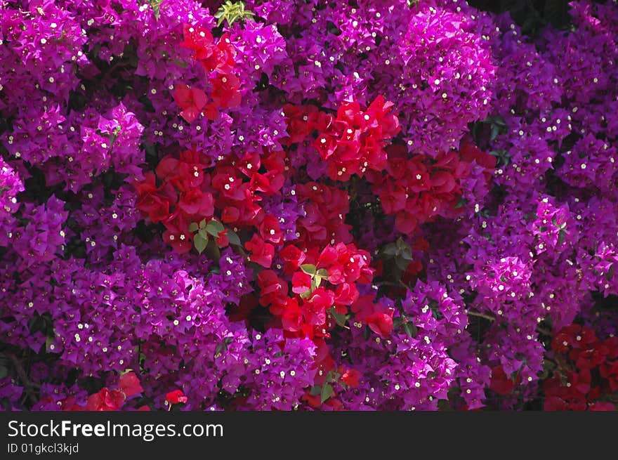 Bouganvillea