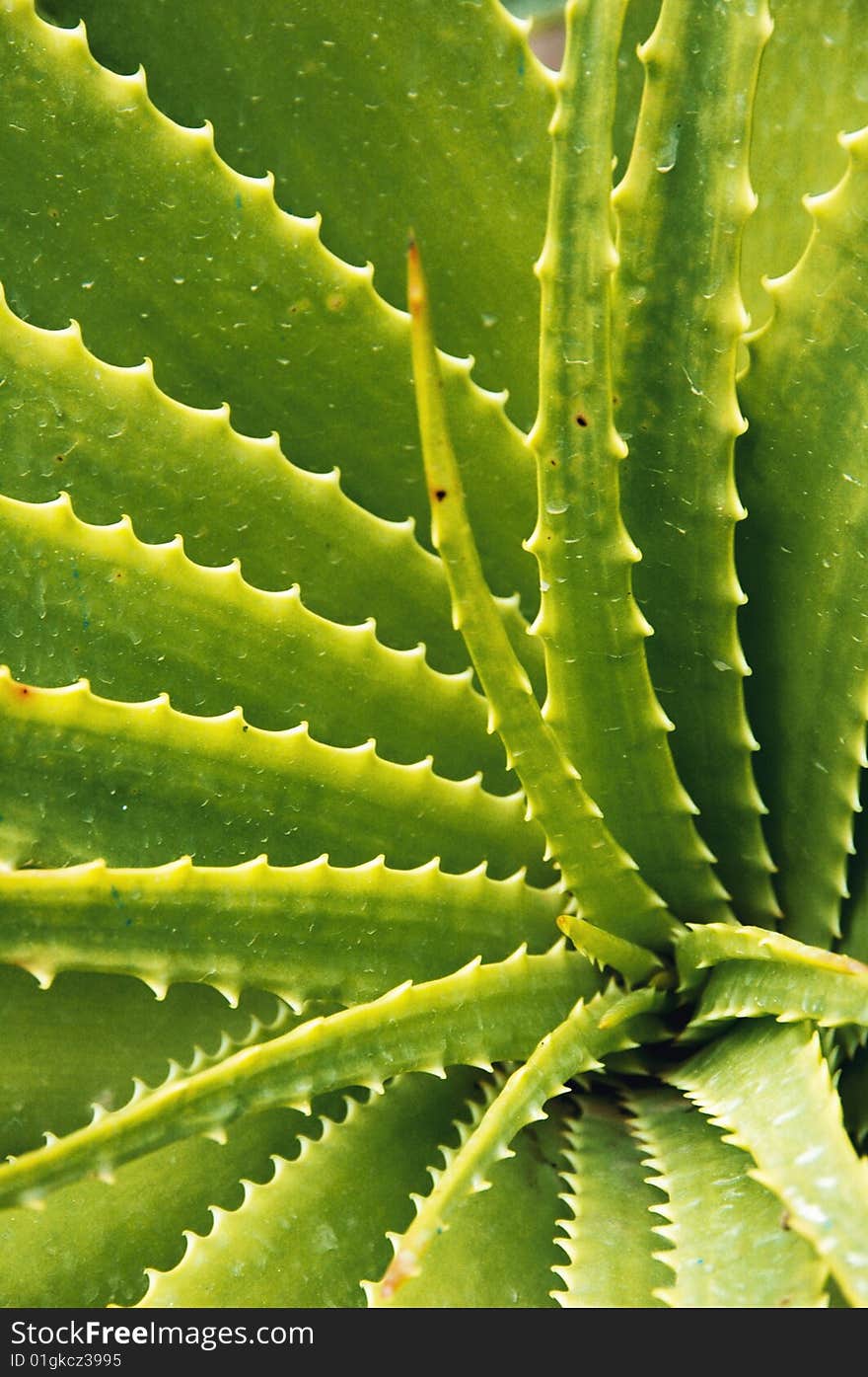 Leaves and thorns of green agaves