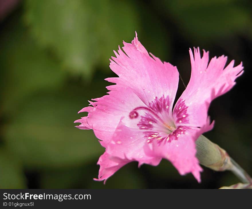 Carnation - Cheddar Pinks