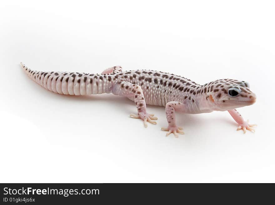 Leopard Gecko