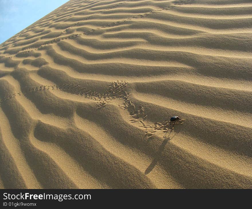 Desert Insect