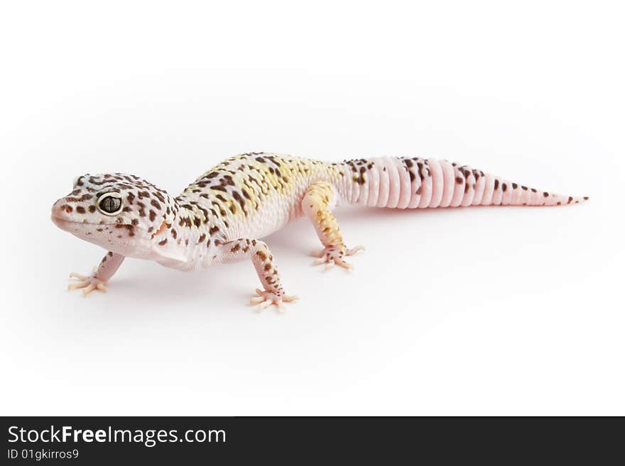 Leopard Gecko