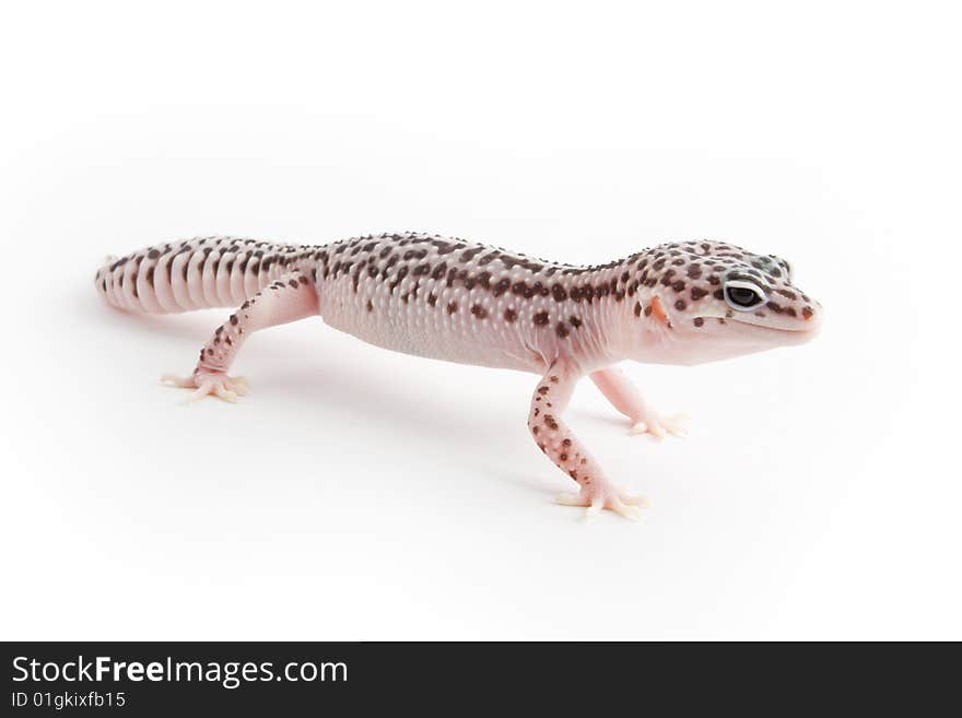 Leopard Gecko