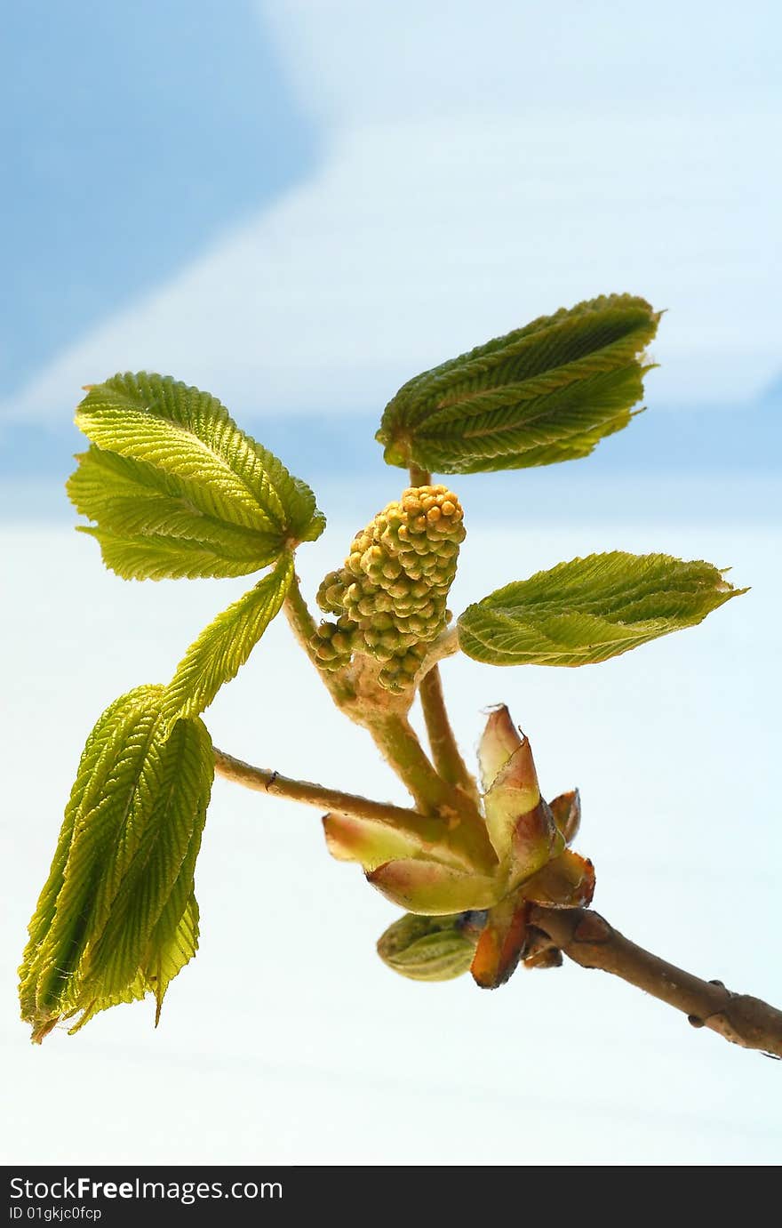 Chestnut blossom