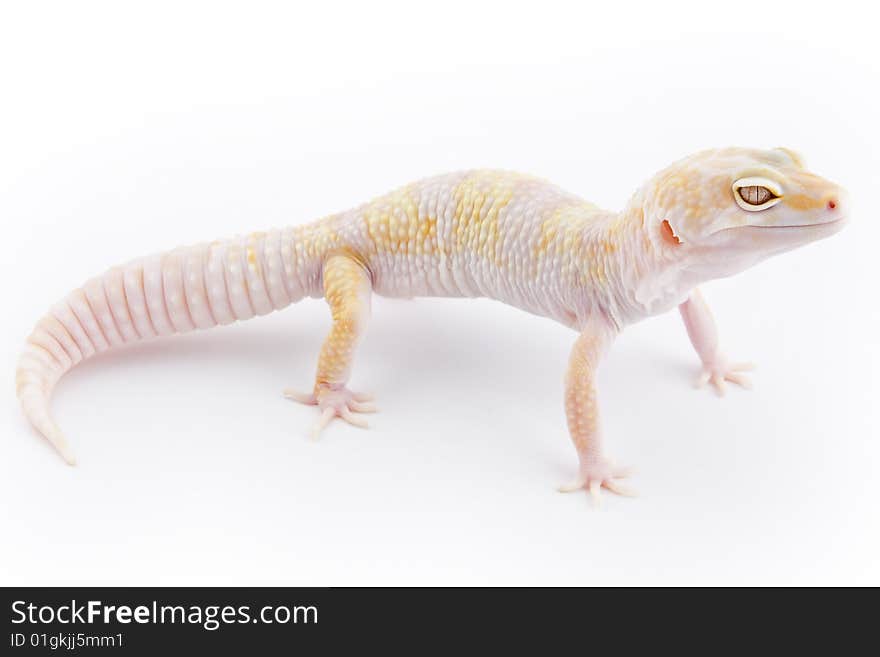 Leopard Gecko