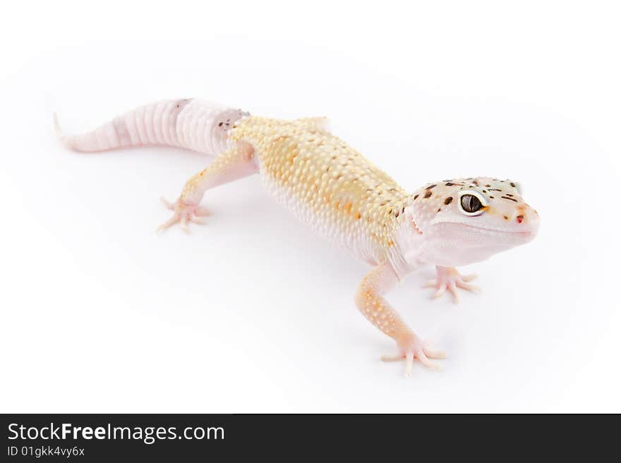 Leopard Gecko