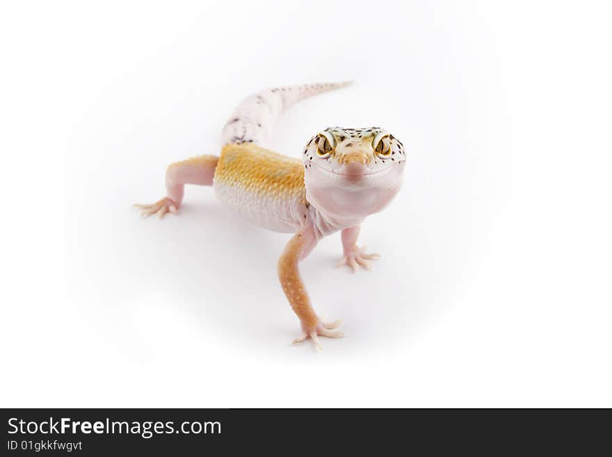 Leopard Gecko