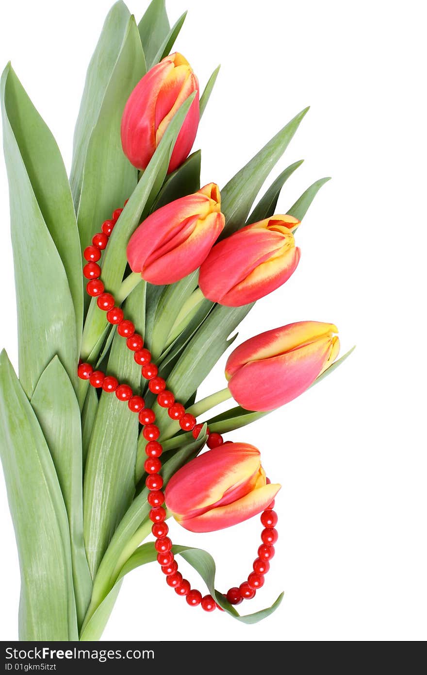 Tulip flowers isolated