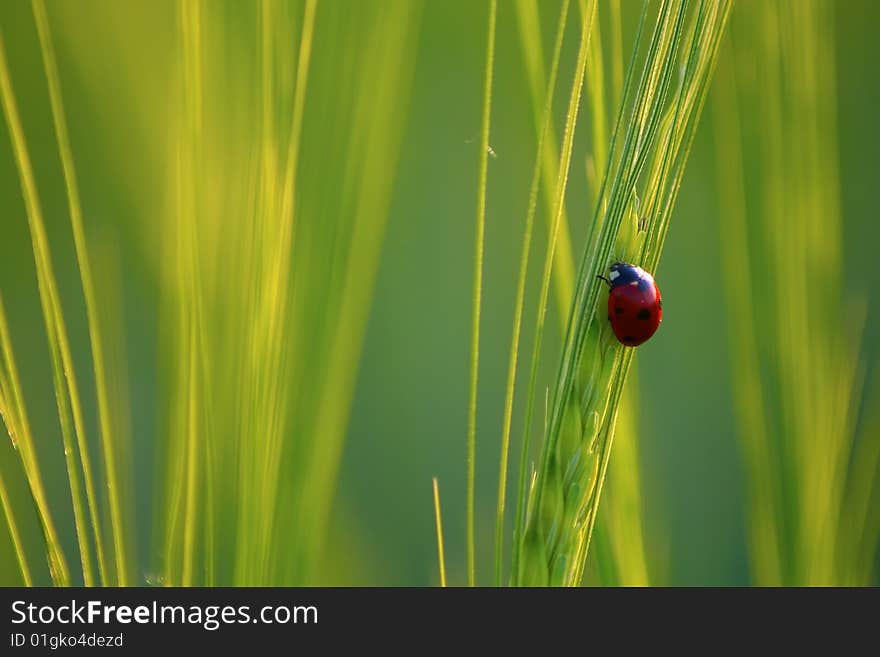 A dot in the green