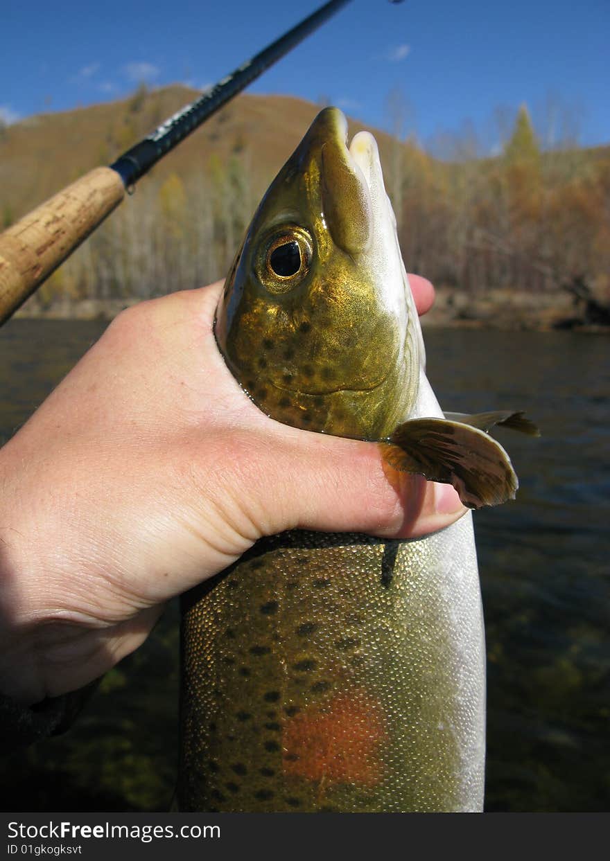 Fish on hand, caught in mongolia. Fish on hand, caught in mongolia