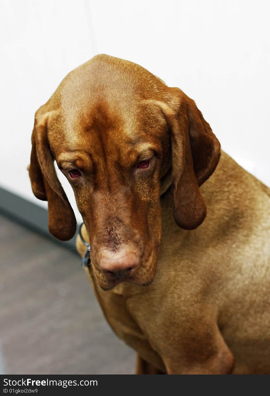 This is an image of a mature Vizsla