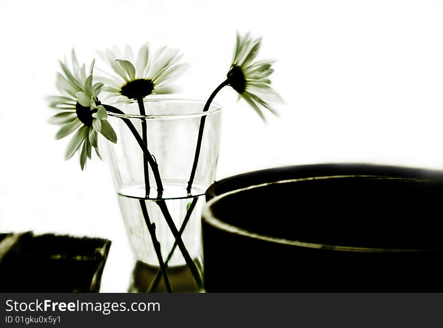 Backlit Flowers