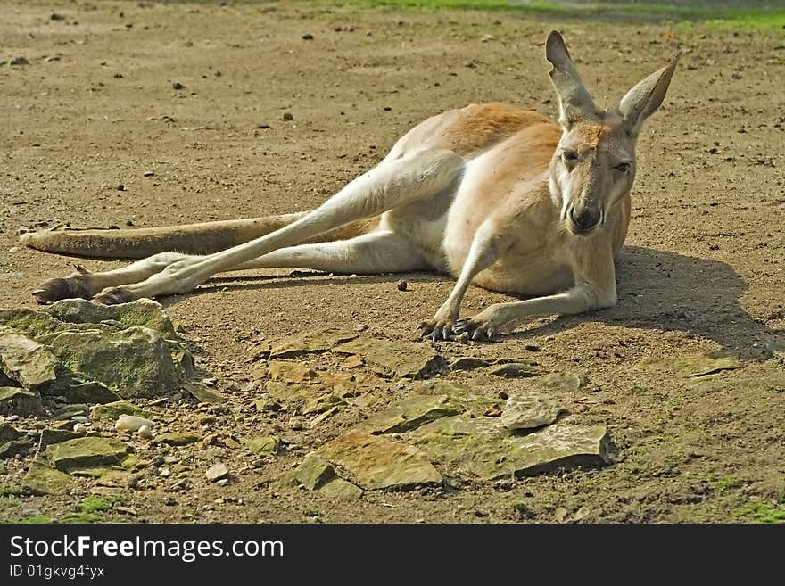 Recumbent kangaroo on steppe-portrait