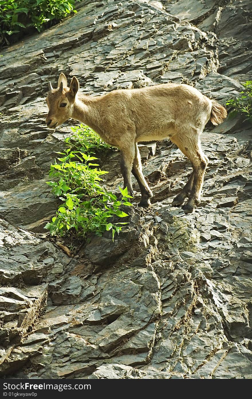 Suckling ibex /Capra caucasica/ on the rock.