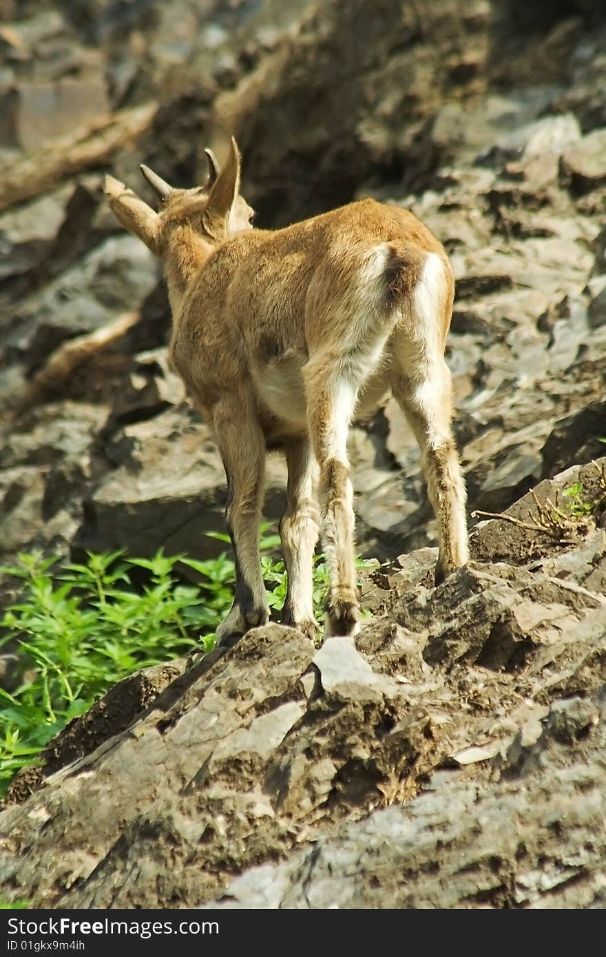 Suckling ibex /Capra caucasica/ on the rock.