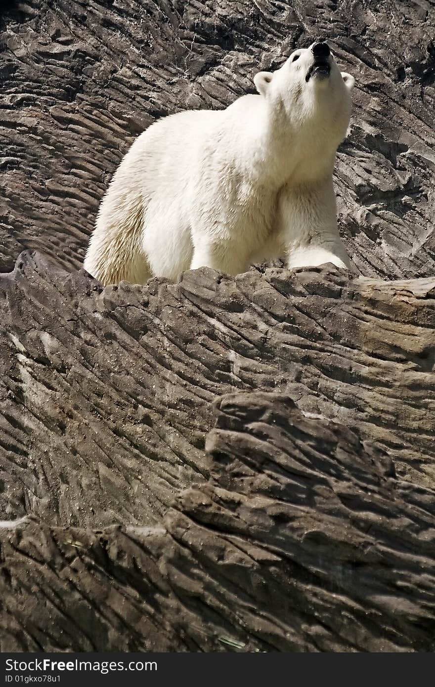 White bear erect on rock