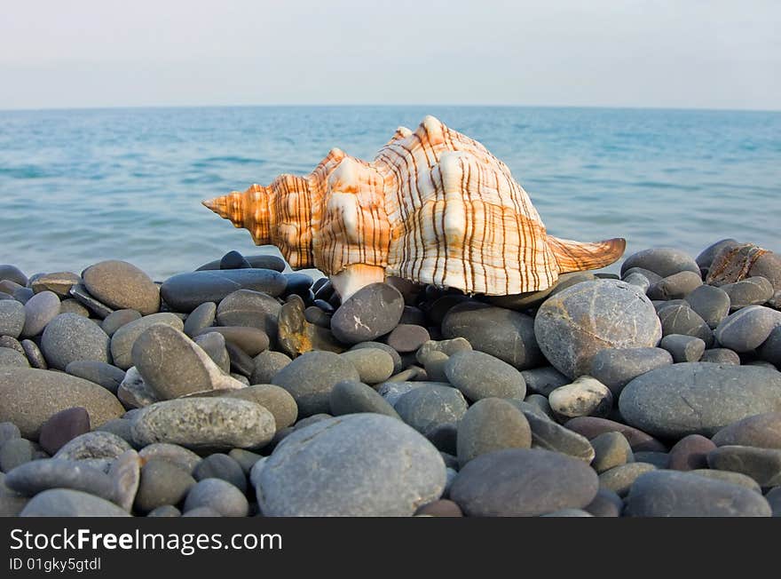 Sea shell on a background of the sea