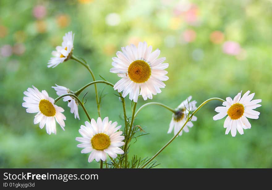 Camomiles on a blur background. Camomiles on a blur background