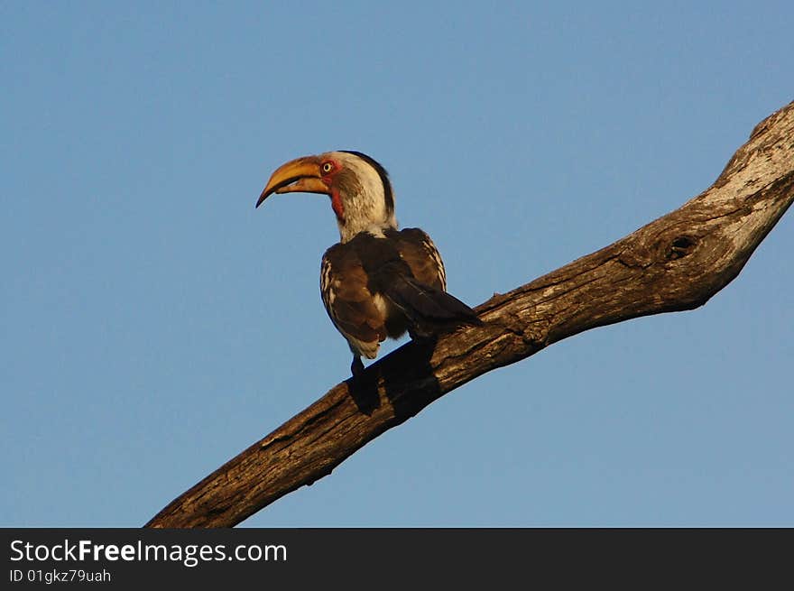 The Southern Yellow-billed Hornbill, Tockus leucomelas, is a Hornbill found in southern Africa. It is a medium sized bird, with length between 48 to 60 cm, characterized by a long yellow beak with a casque (casque reduced in the female). The skin around the eyes and in the malar stripe is pinkish. The related Eastern Yellow-billed Hornbill from north-eastern Africa has blackish skin around the eyes.