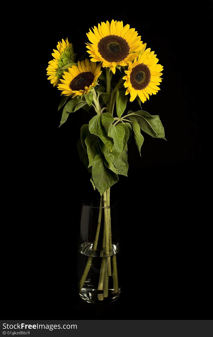 Bouquet of sunflowers against a black background.