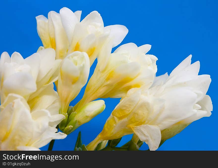 White  flowers