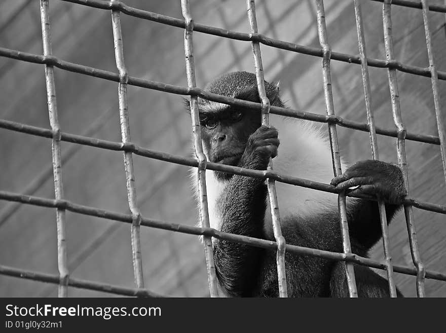 Captivity, reaching out for freedom. Captivity, reaching out for freedom.