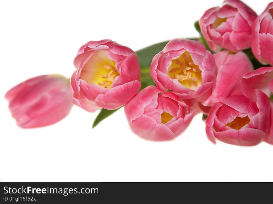 Spring Pink Tulips Bouquet