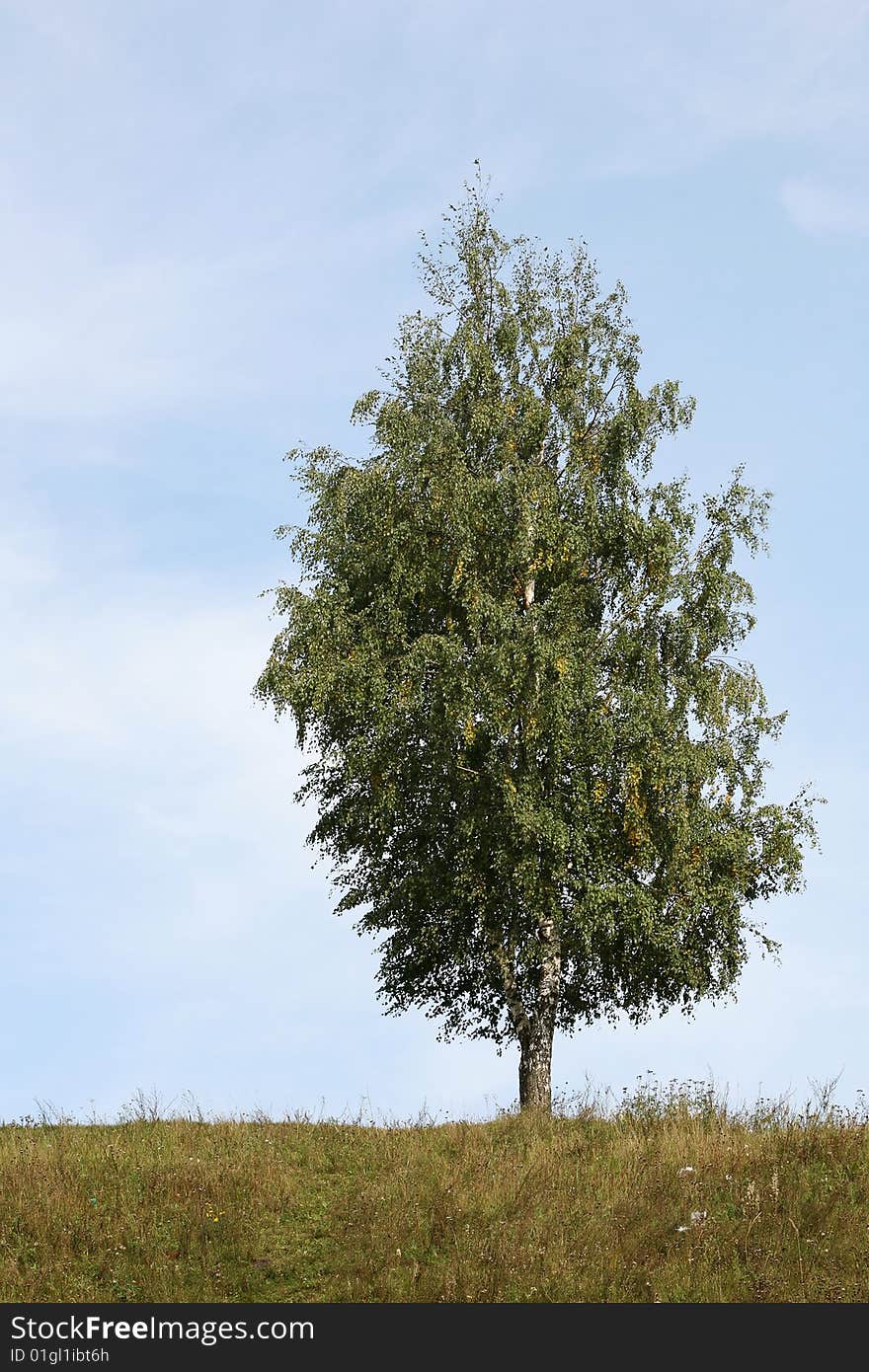 Lonely birch