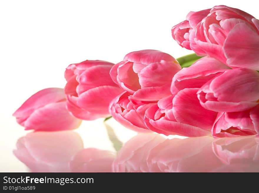 Spring pink lying Tulips isolated on white background. Spring pink lying Tulips isolated on white background