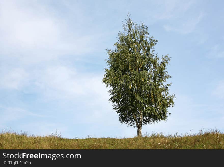 Lonely birch