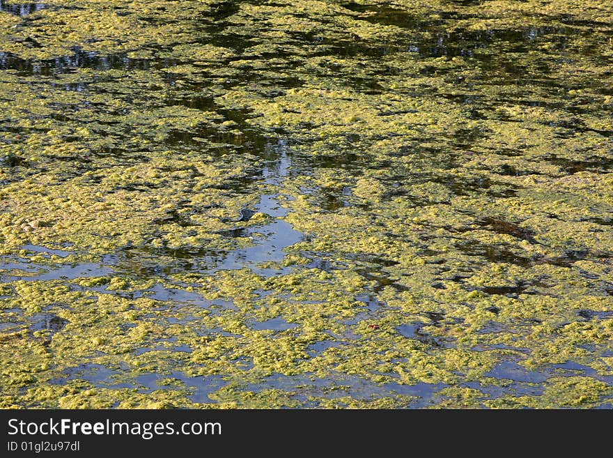 Marshy a place on the river. Russia. Marshy a place on the river. Russia.