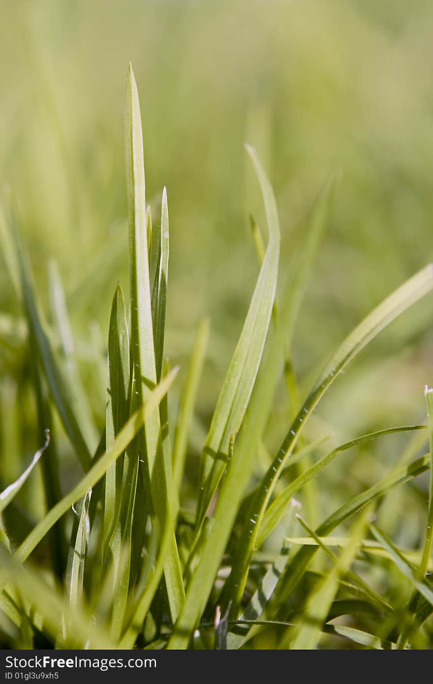 Healthy and fresh green grass