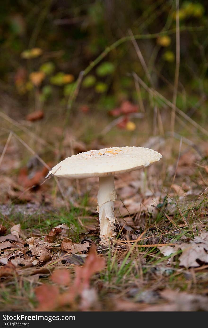 Poisonous mushroom