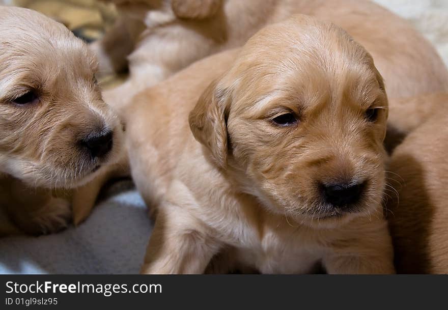 Pup retriver in a house