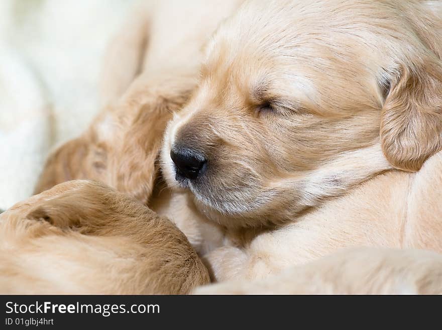 Pup retriver in a house