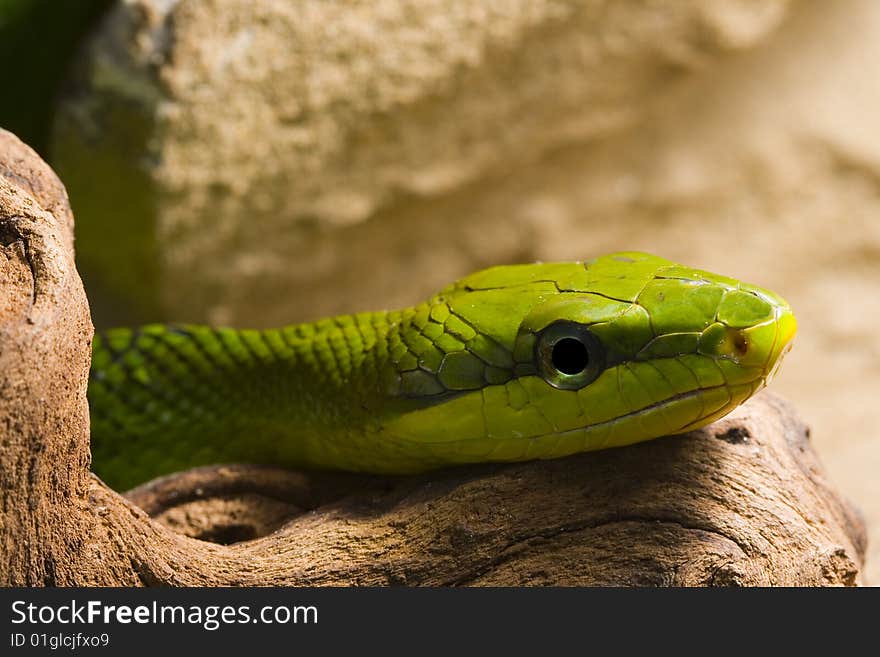 Red Tailed Racer (Gonyosoma oxycephala) - detail of head