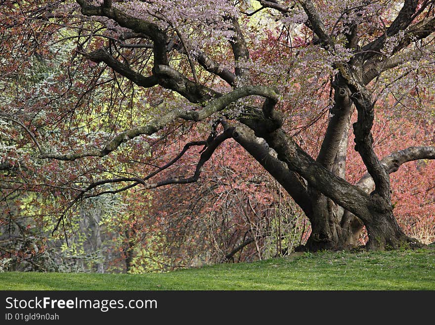 Cherry Tree (Prunus sargentii) with fresh pink flowers in Spring in New York's Central Park.