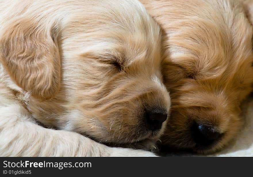 Pup retriver in a house