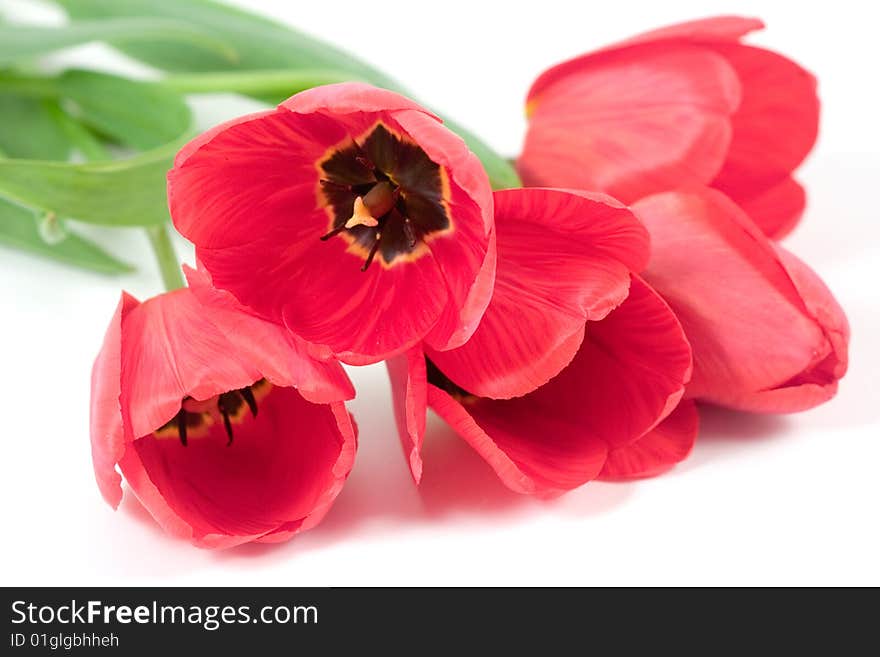 Red tulips isolated on a white background